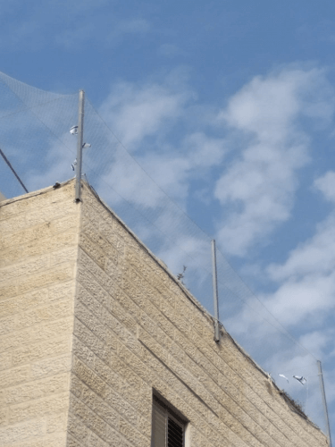 התקנת רשתות להרחקת יונים בבניין